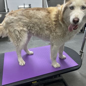 Jasmine Pet Grooming - Kemo before - Pet Groomers Near Me - Brea, California