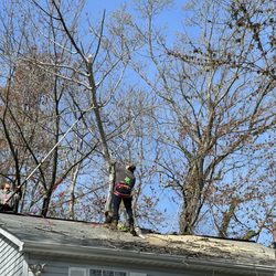 Cardoza Site Solutions - Emergency service offered for tree that has fallen on house.