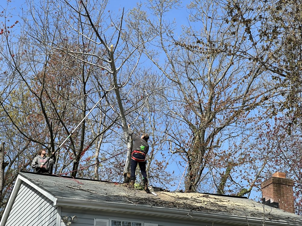 Cardoza Site Solutions - tree service in Edgewater, MD