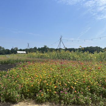 Goldpetal Farms - Fields - Nurseries & Gardening Near Me - Chaptico, Maryland Goldpetal Farms - Fields - Nurseries & Gardening Near Me - Chaptico, Maryland