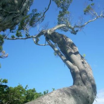 Holiday Park - Dog Parks Near Me - Fort Lauderdale, Florida