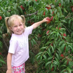 Kids love picking and eating peached