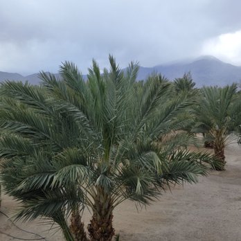 Regulus Date Ranch - It's about to rain & these guys will enjoy the cool air from the snow covered mountains too. - Organic Stores Near Me - Thermal, California Regulus Date Ranch - It's about to rain & these guys will enjoy the cool air from the snow covered mountains too. - Organic Stores Near Me - Thermal, California