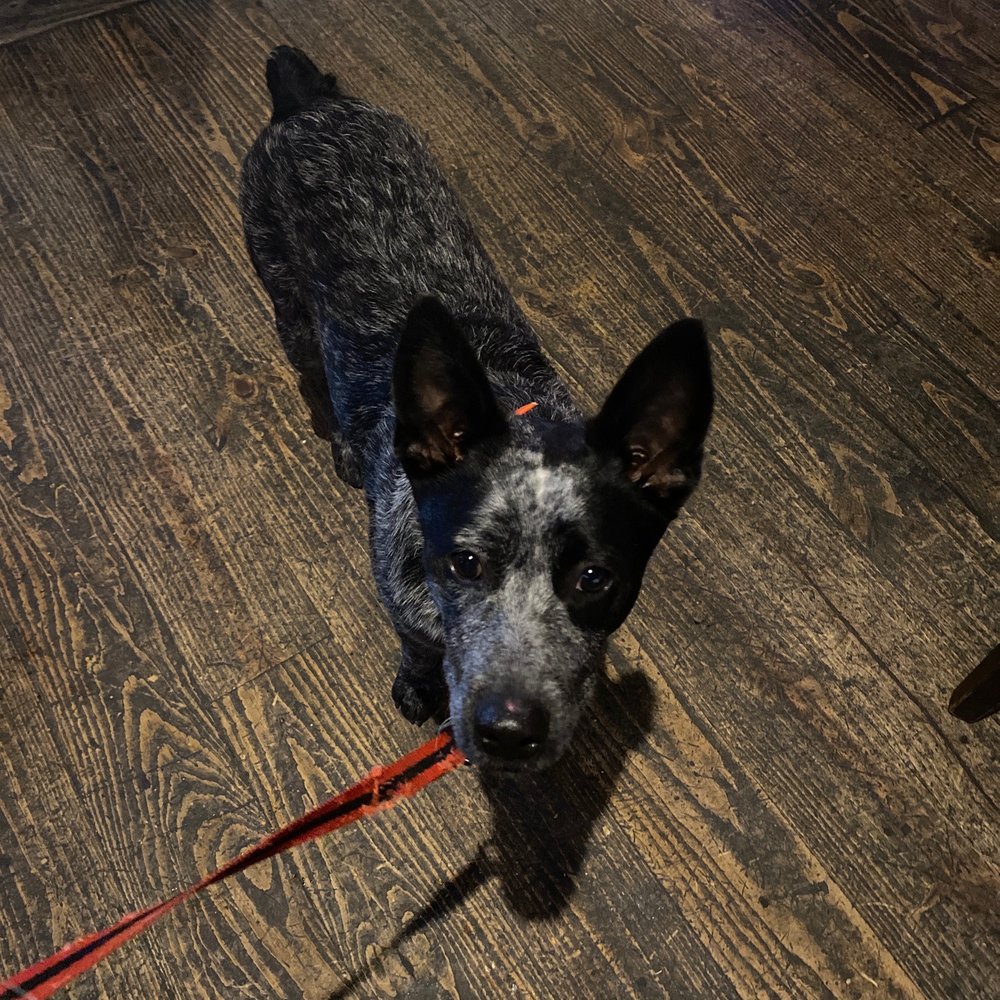 Cabo Clear Lake - My blue healer pup - Bars Near Me - Seabrook, Texas Cabo Clear Lake - My blue healer pup - Bars Near Me - Seabrook, Texas