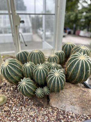 Volunteer Park Conservatory by null