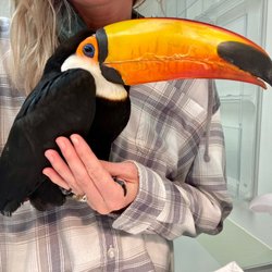 WSU Veterinary Teaching Hospital - 11 year old toucan Rocko
