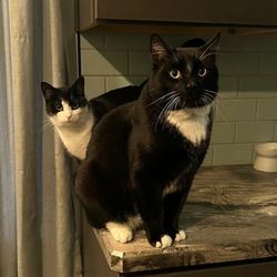 Angels for Animals