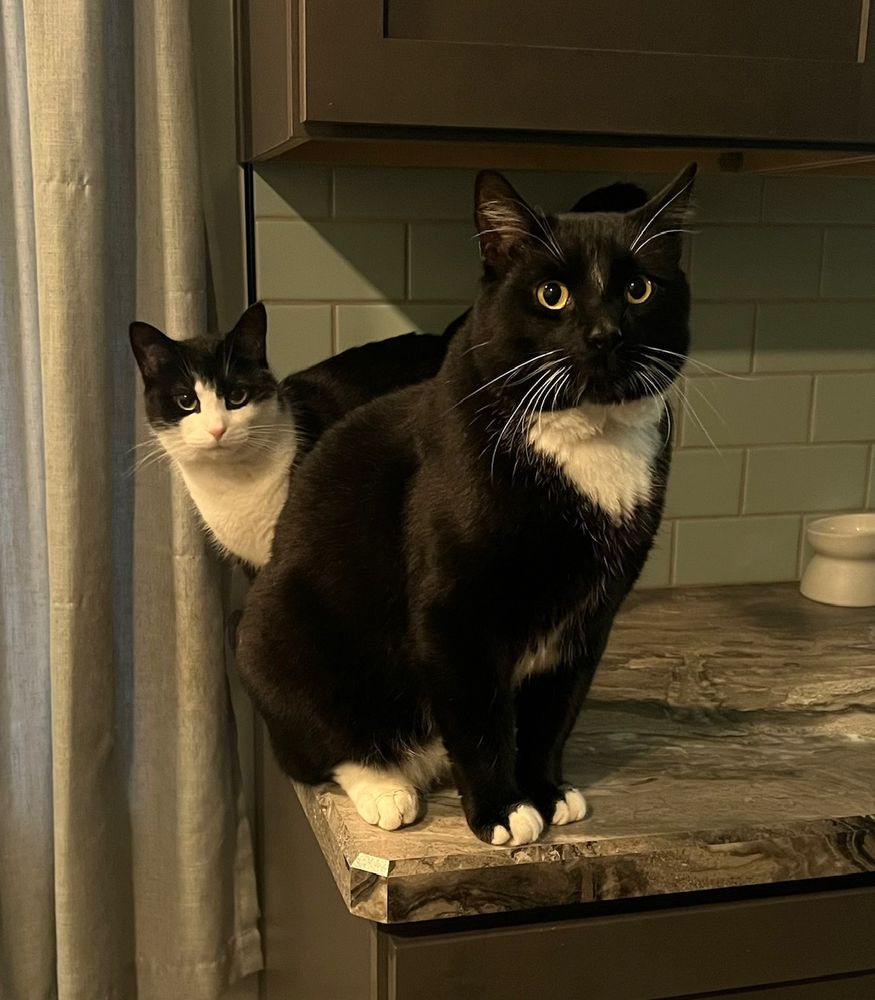 ANGELS FOR ANIMALS Updated October 2024 12 Photos & 35 Reviews