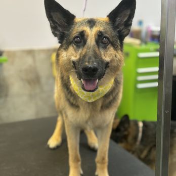 Pet Potential - Annie smiling after her service... :) - Pet Stores Near Me - Riverton, Utah Pet Potential - Annie smiling after her service... :) - Pet Stores Near Me - Riverton, Utah