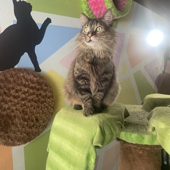 The Cat Cafe - Tiff - Coffee & Tea Near Me - San Diego, California The Cat Cafe - Tiff - Coffee & Tea Near Me - San Diego, California