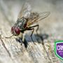 Photo of Cantu Pest & Termite