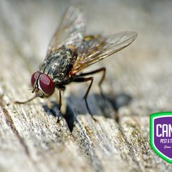 Cantu Pest & Termite