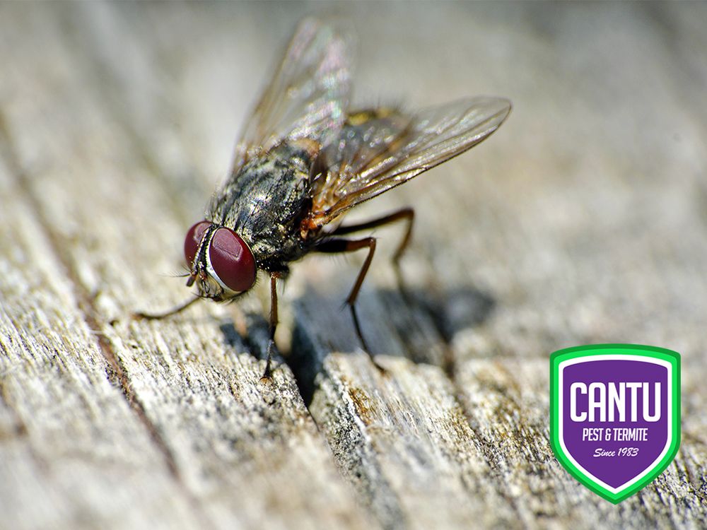 CANTU PEST & TERMITE Updated August 2024 27 Photos & 18 Reviews