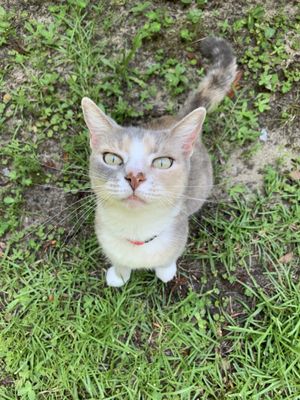 SOCKS Thrift Store near Seacrest Condominiums in Fort Walton Beach, FL