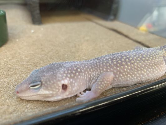 nutrivet salmon oil for dogs