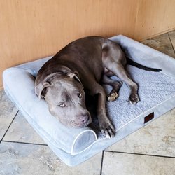 Kelley's Sitting Services - This is Rip. He loves being outdoors, chewing on his big rawhide bones, and soaking up all the attention and pets he can get.