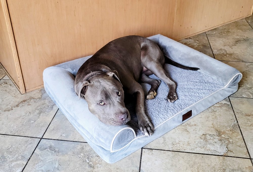 Kelley's Sitting Services - pet boarding facility in Gilbert, AZ