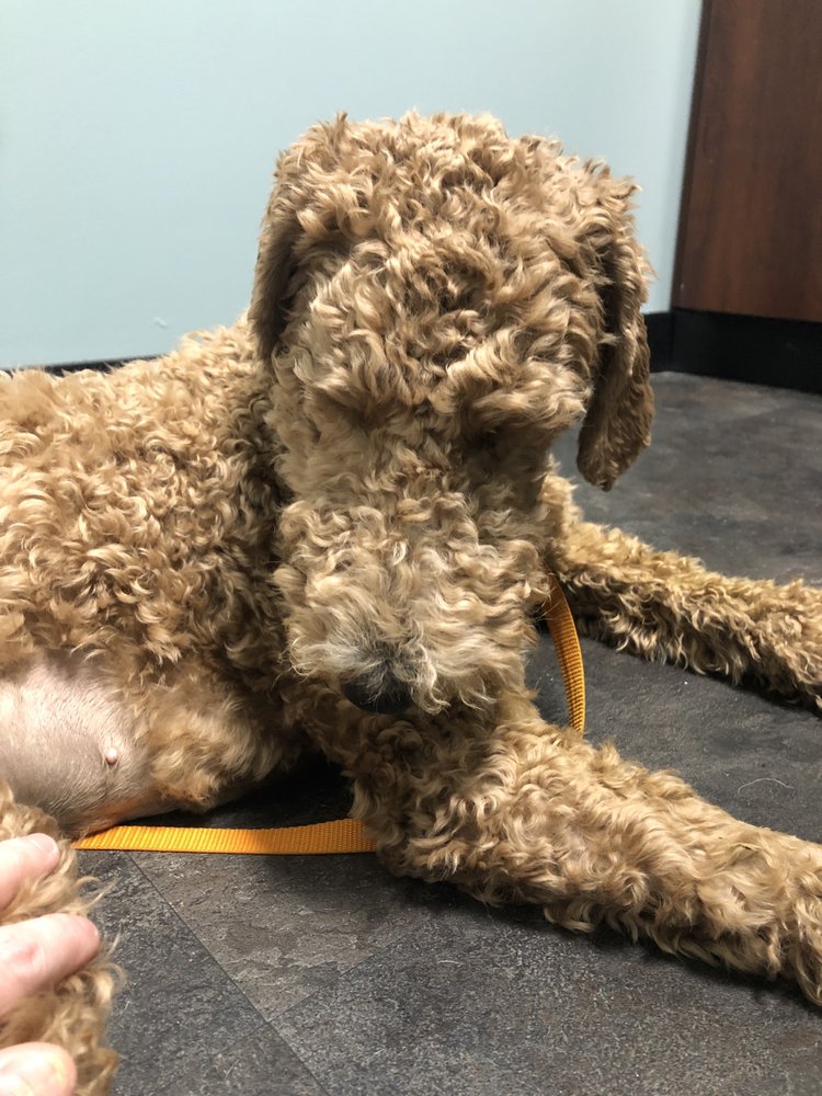 SAVANNAH VETERINARY EMERGENCY CLINIC 14 Photos & 43 Reviews