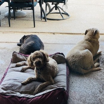 Llama Palooza Ranch and Pet Boarding - Nap time after a swim - Pet Boarding Near Me - Phoenix, Arizona Llama Palooza Ranch and Pet Boarding - Nap time after a swim - Pet Boarding Near Me - Phoenix, Arizona