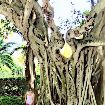 Banyan Tree Tunnel - Hiking Near Me - Stuart, Florida Banyan Tree Tunnel - Hiking Near Me - Stuart, Florida