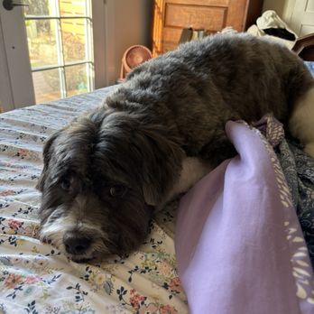 Pacific Pet Grooming - Greyson fresh and smooth! He smells like baby powder! - Pet Groomers Near Me Pacific Pet Grooming - Greyson fresh and smooth! He smells like baby powder! - Pet Groomers Near Me