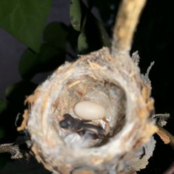 Casa Paloma Bed & Breakfast - New baby in the best with another coming