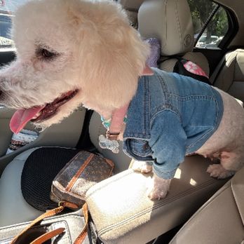 Anna's Pet Grooming - Ruby - Pet Groomers Near Me - Norwalk, California