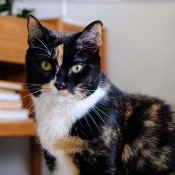 Swifto - Pet Sitting Near Me Swifto - Pet Sitting Near Me