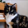 Photo of Swifto