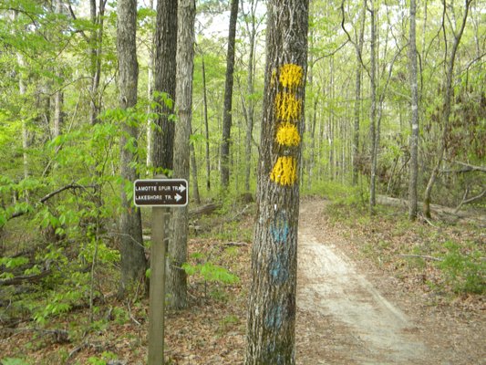 Wild Azalea Trailhead by null