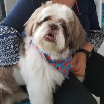 My loyal Friend - Bandit - Pet Groomers Near Me