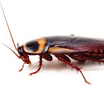 Beeline Pest Control - Pest Control Salt Lake City - Pest Control Near Me Beeline Pest Control - Pest Control Salt Lake City - Pest Control Near Me