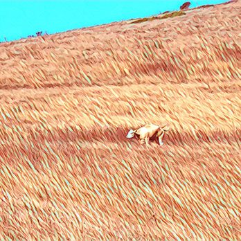 Wildcat Canyon Regional Park - Cow blends into the grass - Parks Near Me - Richmond, California Wildcat Canyon Regional Park - Cow blends into the grass - Parks Near Me - Richmond, California