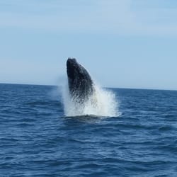 Sea Watch Tours - Calf breaching