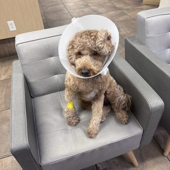Sonoran Pawz - Pet Groomers Near Me - Scottsdale, Arizona Sonoran Pawz - Pet Groomers Near Me - Scottsdale, Arizona