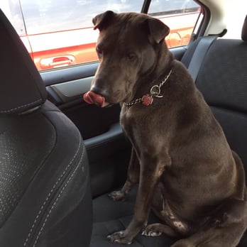 PetSmart - Oliver says thank you! - Pet Groomers Near Me - Chicago, Illinois