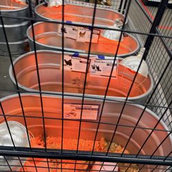 Tractor Supply - Chicks