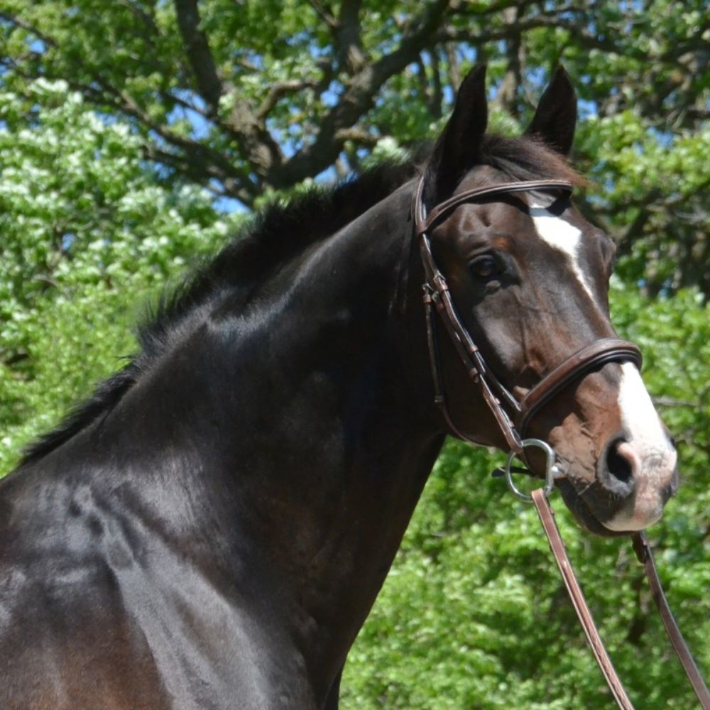 Windfall Equestrian Center - equestrian in Stillwater, MN