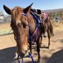 Happy Trails Equine