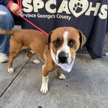 Denizens Brewing - Rowley available thru PG SPCA. - Breweries Near Me - Riverdale Park, Maryland