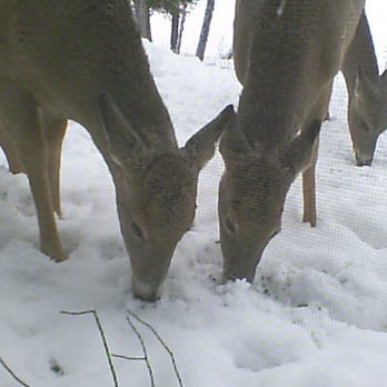 Gunflint Lodge - deer feeding outside the cabin window - Vacation Rentals Near Me - Grand Marais, Minnesota Gunflint Lodge - deer feeding outside the cabin window - Vacation Rentals Near Me - Grand Marais, Minnesota