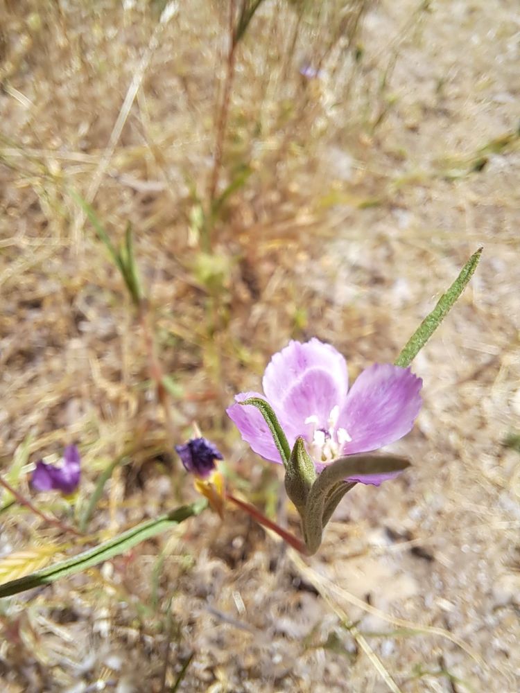 FOLSOM LAKE PENINSULA CAMPGROUND Updated October 2024 33 Photos