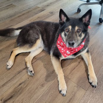 A&M Mobile Dog Grooming - Complimentary doggie bandana! - Pet Groomers Near Me A&M Mobile Dog Grooming - Complimentary doggie bandana! - Pet Groomers Near Me