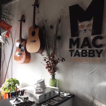 Mac Tabby Cat Cafe - Check in area - Themed Cafes Near Me - Charlotte, North Carolina Mac Tabby Cat Cafe - Check in area - Themed Cafes Near Me - Charlotte, North Carolina