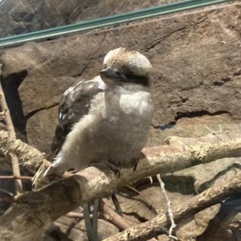 Lake Superior Zoo - A birdie! - Zoos Near Me - Duluth, Minnesota
