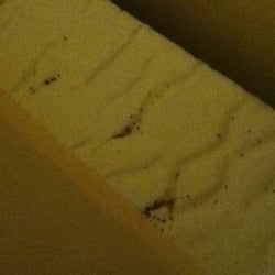Sugar Run Lodge - some of the bed bugs (eggs and feces too) we all saw under the sheets!