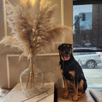 Vetique - A photo they sent to me during his visit 3 - Veterinarians Near Me - Chicago, Illinois