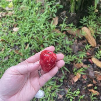 Puna Gold - Wholesalers Near Me - Pāhoa, Hawaii