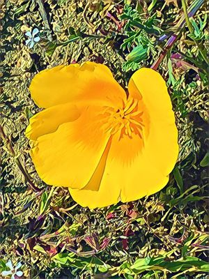 Tomales Point Trailhead by null