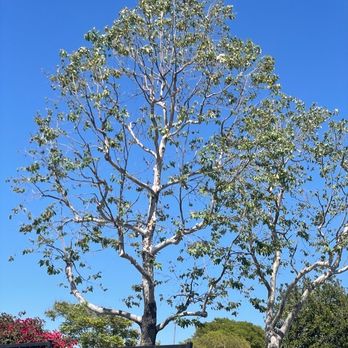 Palms Tree Care - Tree Services Near Me Palms Tree Care - Tree Services Near Me